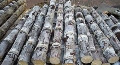 甘蔗可以放冷庫嗎?能放多久