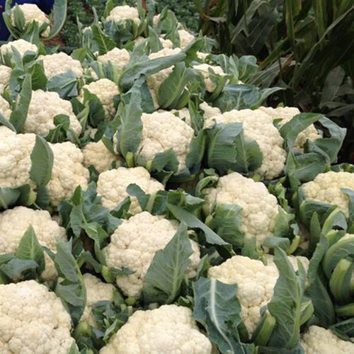 花菜冷庫(kù) 花菜冷庫(kù)