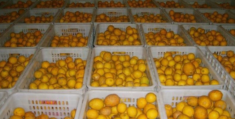 檸檬冷庫 檸檬冷庫