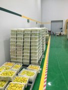 山東3000噸水果保鮮庫安裝造價預算多少？