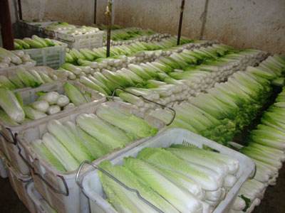 山東3000平米果蔬保鮮庫(kù) 山東3000平米果蔬保鮮庫(kù)