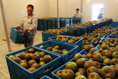 5000噸香梨保鮮冷庫安裝大概投資多少錢？