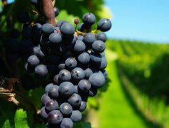 建造300噸葡萄保鮮冷庫需要多少錢？