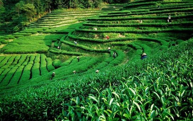 上海建1000㎡茶葉冷庫（冷藏、冷凍庫倉庫）安裝預(yù)算多少錢