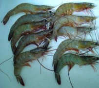 湛江水產(chǎn)冷庫(kù)造價(jià)