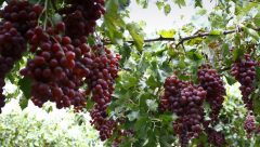 投資個小型氣調庫多少錢(優勢)