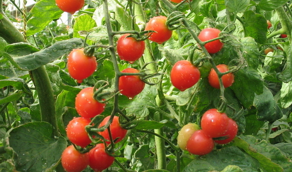 番茄保鮮庫(kù)設(shè)計(jì)