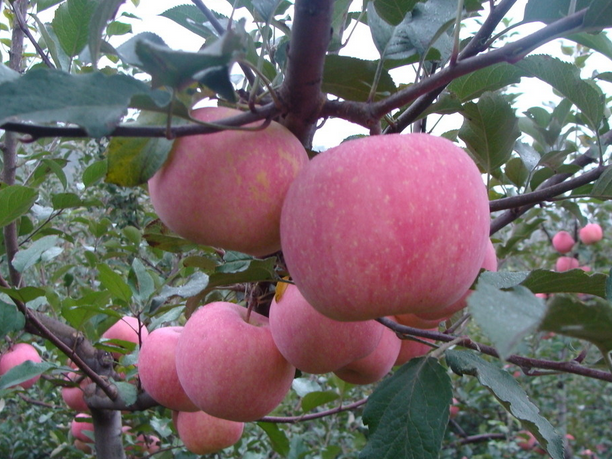 蘋果保鮮冷庫(kù)