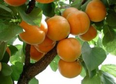 水果(杏子)保鮮冷庫(kù)貯藏方法