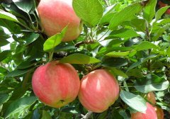 蘋果氣調(diào)保鮮庫(kù)的氣體調(diào)節(jié)