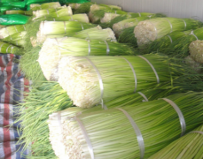 500立方100噸蒜薹冷庫安裝，制作設計