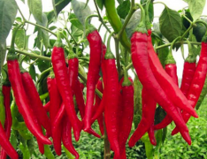 鮮辣椒保鮮庫(kù)建造,50噸鮮辣椒在冷庫(kù)可以保鮮多久,造價(jià)是多少